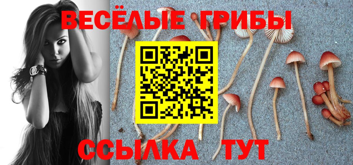 Псилоцибиновые грибы Psilocybine cubensis Находка